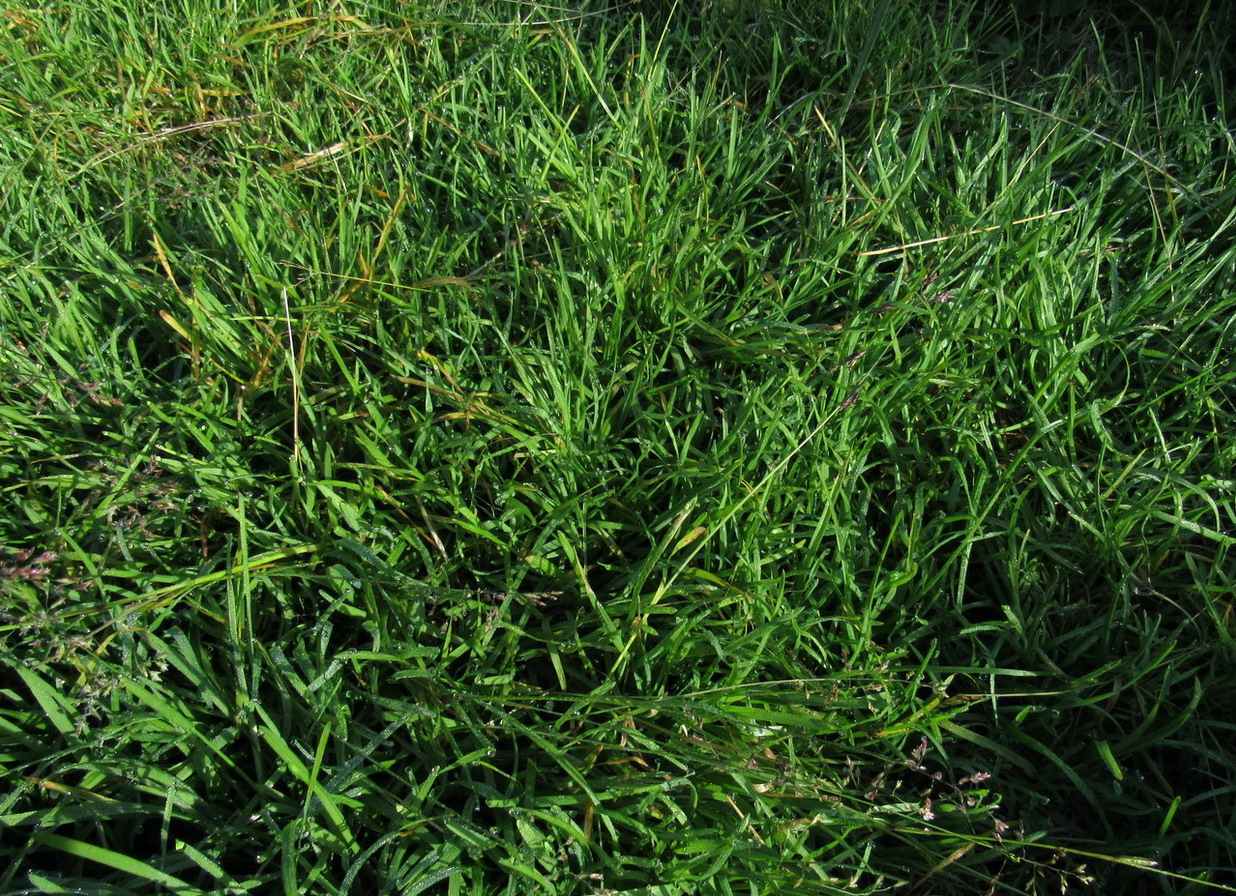 Image of Poa annua specimen.