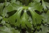 Ranunculus sceleratus