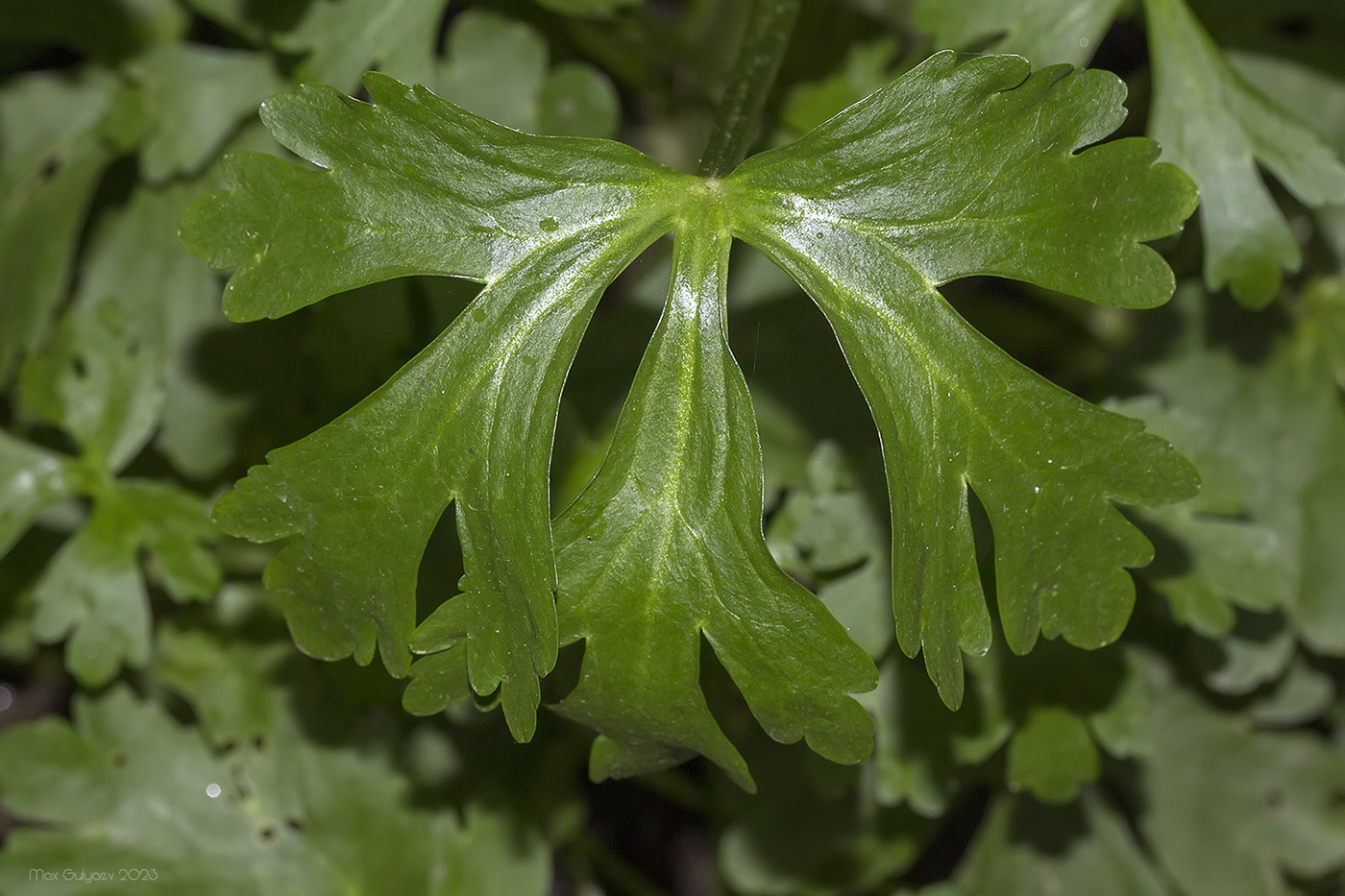 Изображение особи Ranunculus sceleratus.