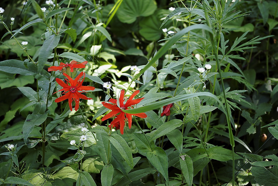 Image of Lychnis fulgens specimen.