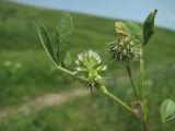 Trifolium retusum. Верхушка цветущего растения. Краснодарский край, Успенский р-н, полевая дорога. 23.05.2023.