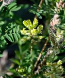 Oxytropis pilosa