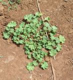 Malva parviflora. Вегетирующее растение. Чили, обл. Valparaiso, провинция Isla de Pascua, г. Hanga Roa, пустырь. 11.03.2023.