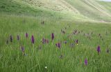 Dactylorhiza euxina