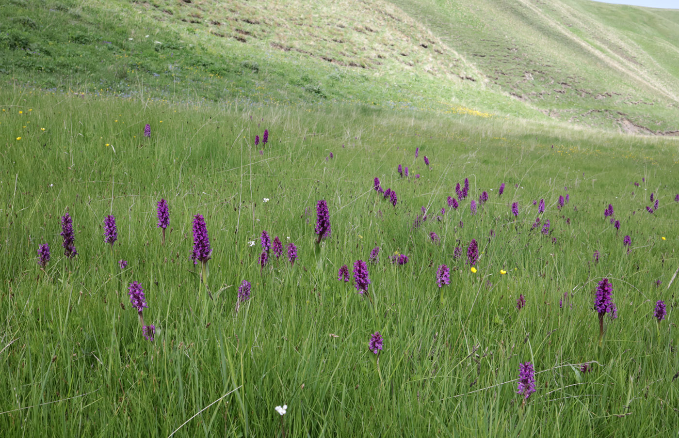 Изображение особи Dactylorhiza euxina.