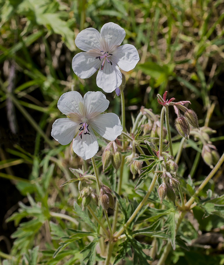 Изображение особи Geranium kemulariae.