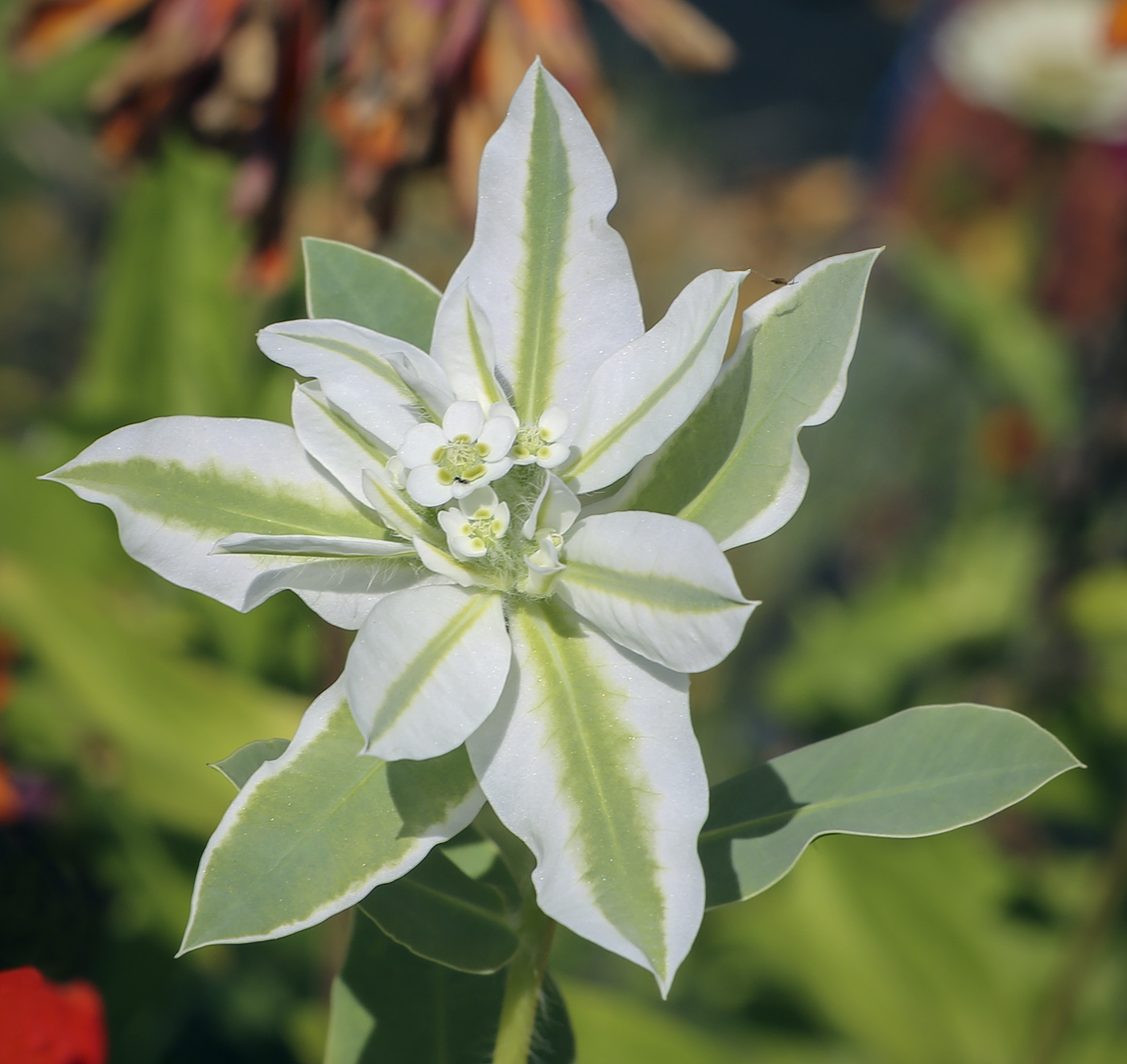 Image of Euphorbia marginata specimen.