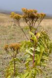 Senecio othonnae