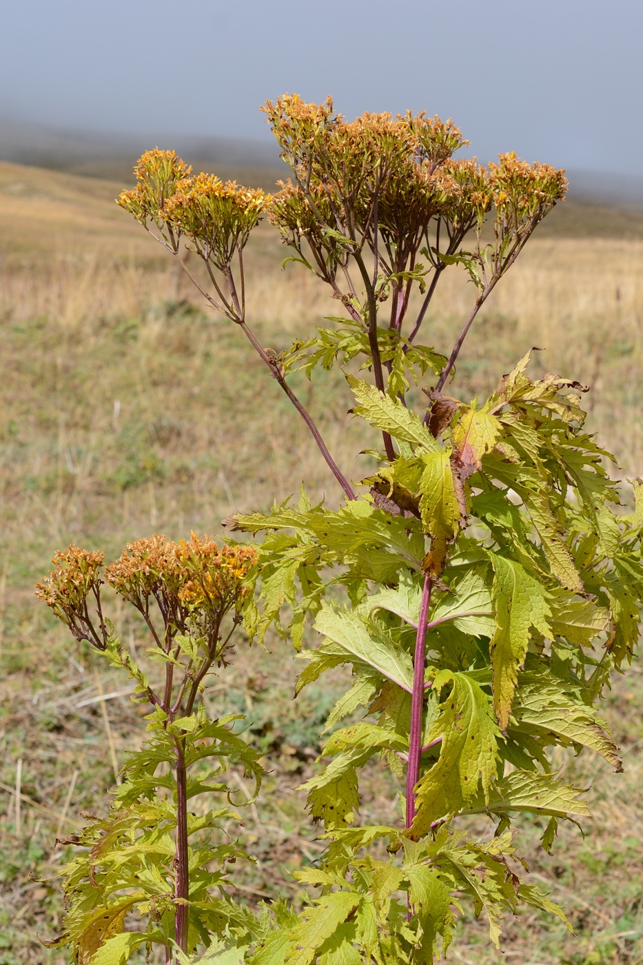 Image of Senecio othonnae specimen.