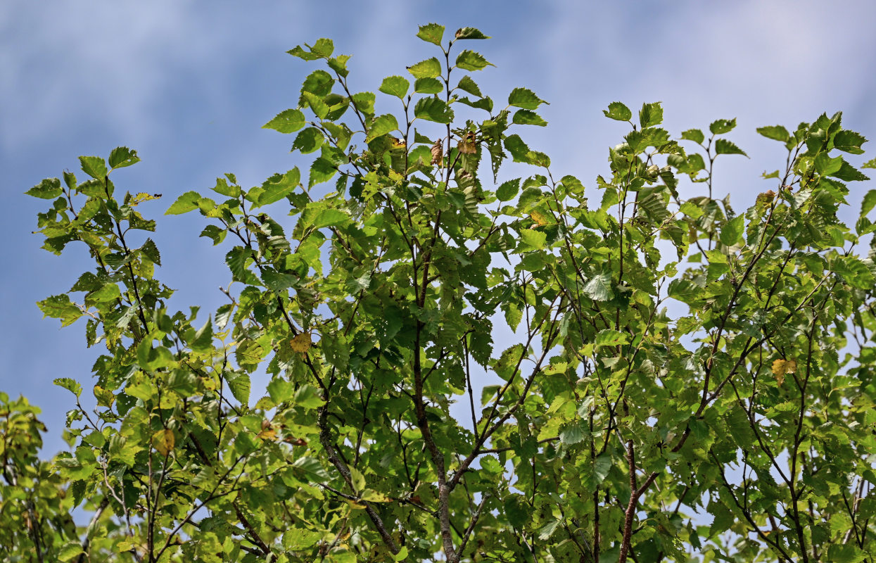 Изображение особи Betula ermanii.