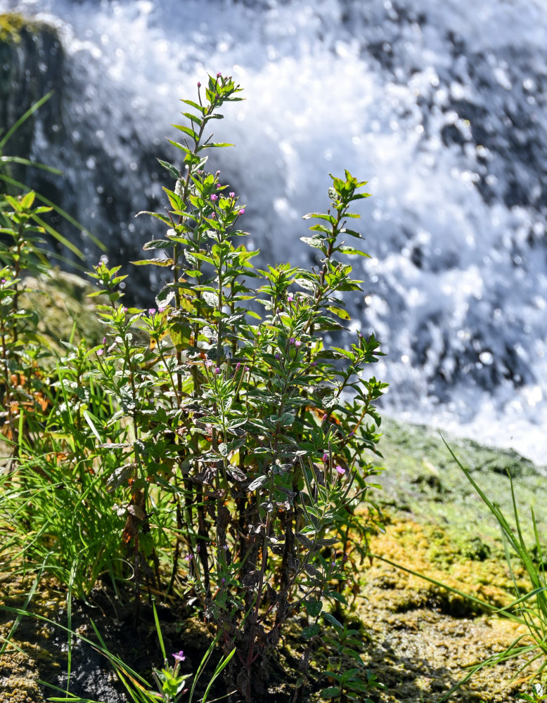 Изображение особи род Epilobium.