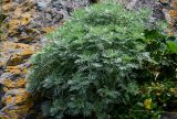 Artemisia schmidtiana. Вегетирующие растения в сообществе с Sedum и Potentilla. Курильские о-ва, о-в Кунашир, мыс Сукачёва, на скале. 22.08.2022.