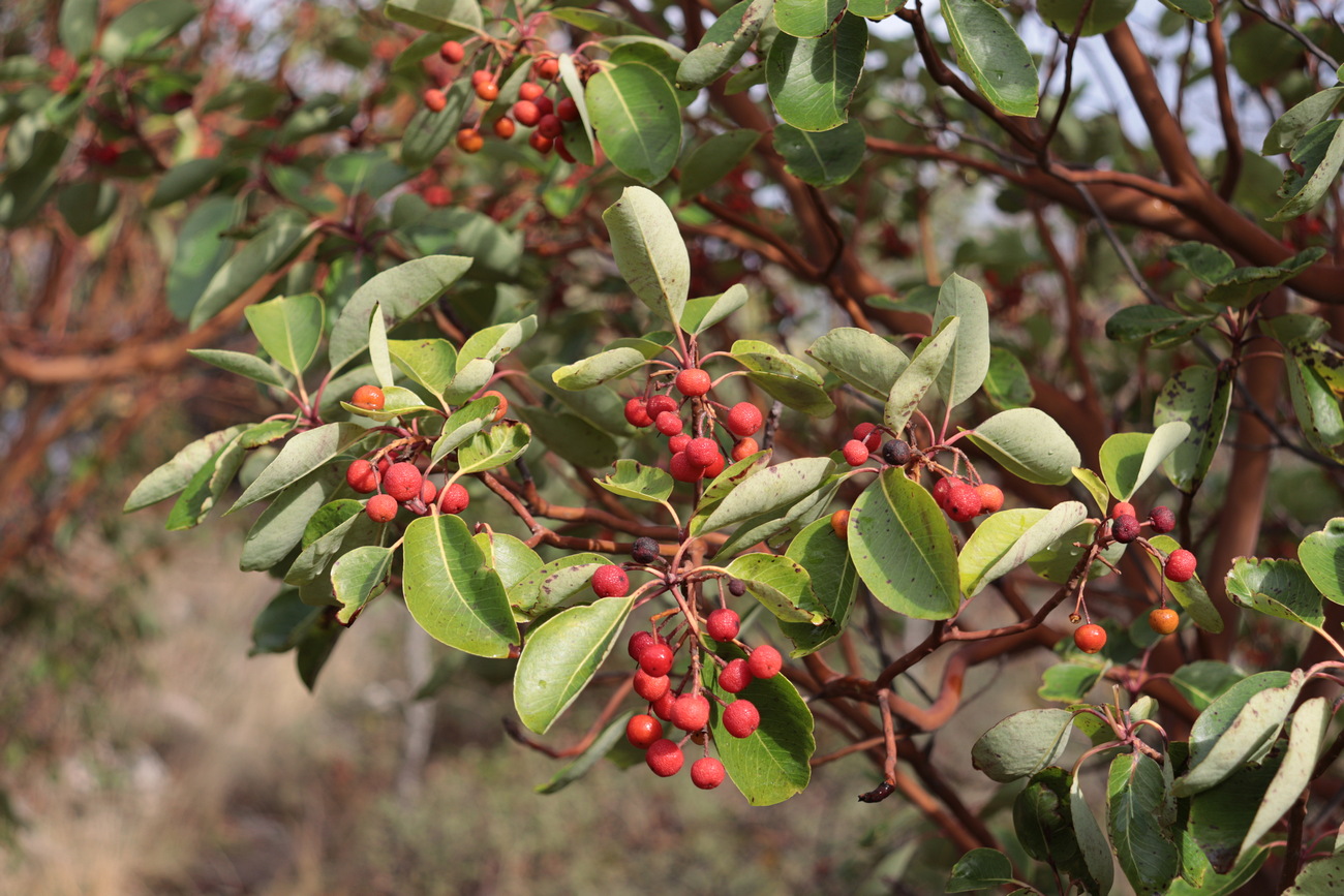 Image of Arbutus andrachne specimen.