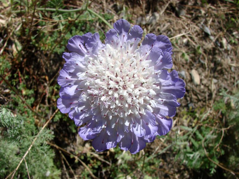 Image of Lomelosia songarica specimen.