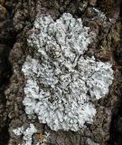 Physcia biziana