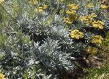 Helichrysum orientale. Прикорневая часть растения и соцветия. Испания, автономное сообщество Каталония, провинция Жирона, комарка Баш-Эмпорда, муниципалитет Палафружель, ботанический сад \"Кап-Роч\". 04.06.2023.