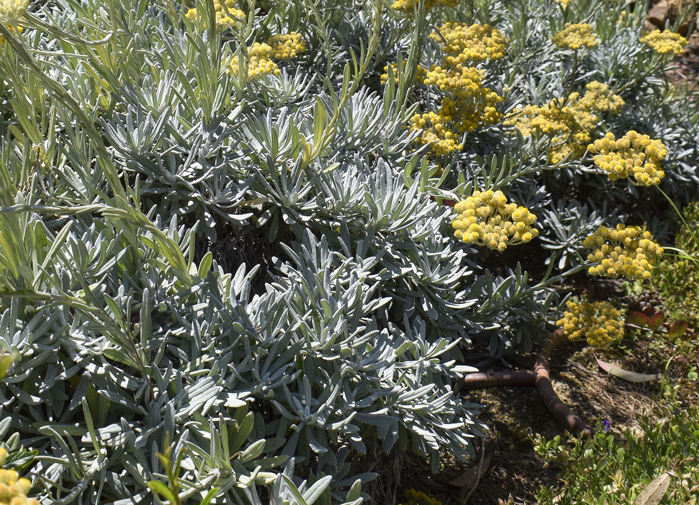 Image of Helichrysum orientale specimen.