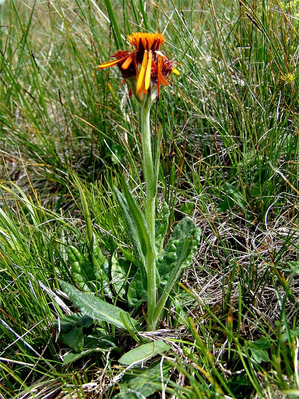 Изображение особи Tephroseris caucasigena.