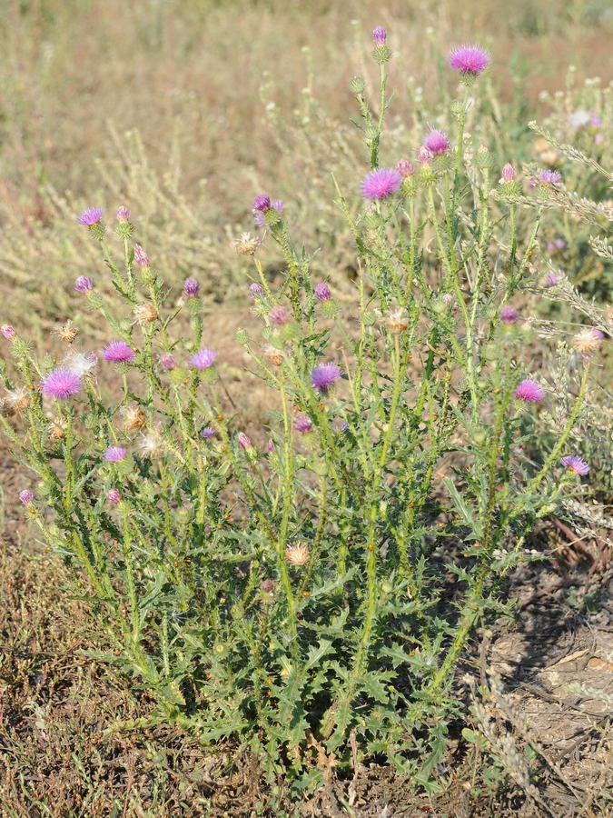 Image of Carduus acanthoides specimen.