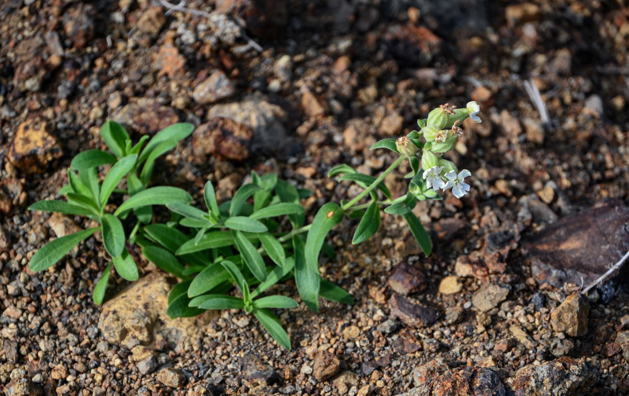 Изображение особи Silene amoena.