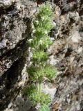 Nepeta cataria