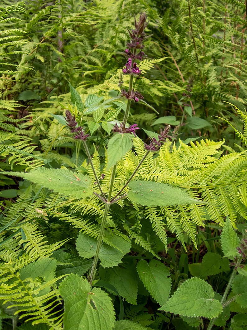 Изображение особи Stachys sylvatica.