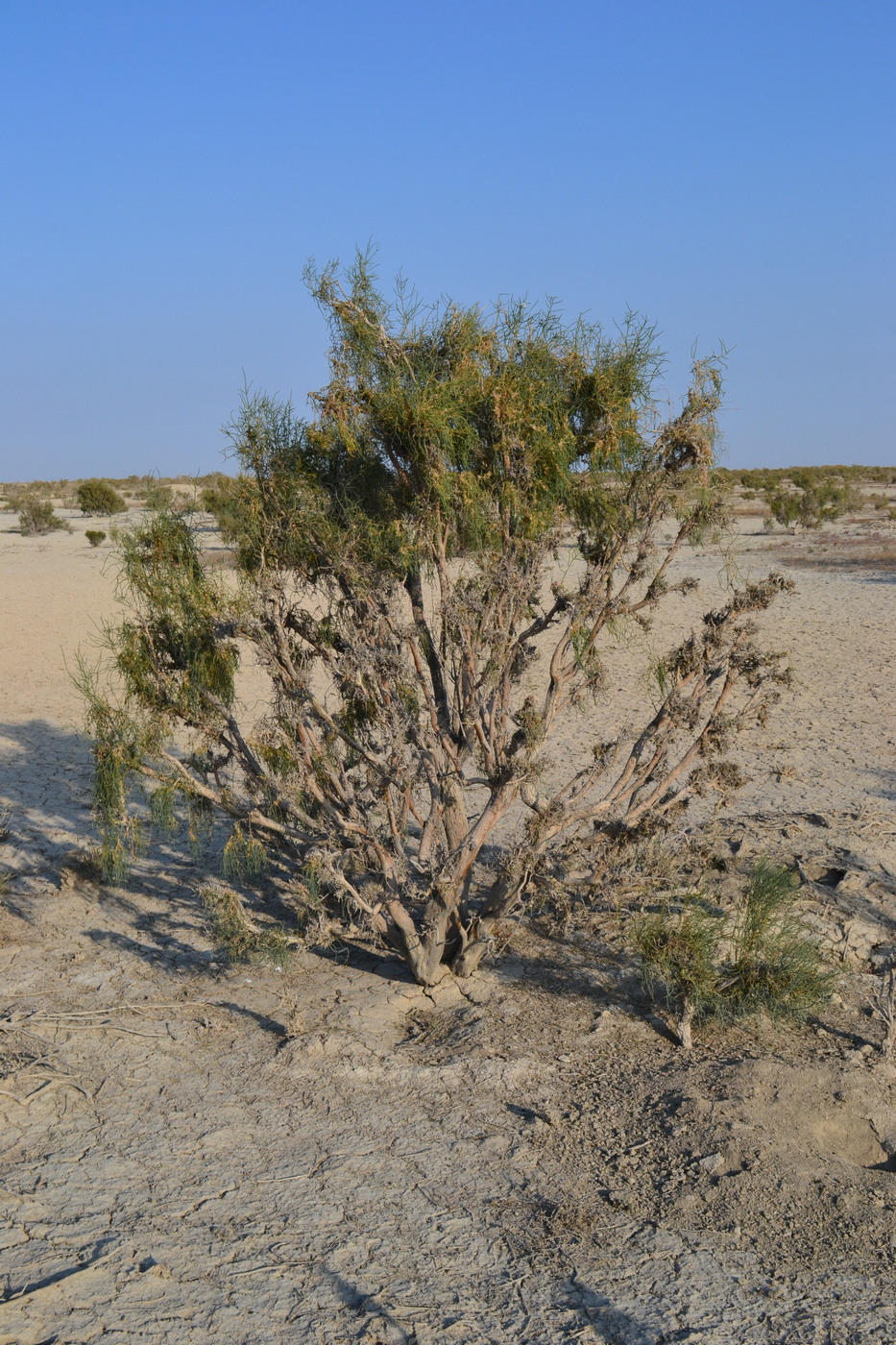 Image of Haloxylon aphyllum specimen.