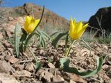 Tulipa jansii. Цветущие растения желтой цветовой морфы. Казахстан, Алматинская обл., юго-зап. шлейф Джунгарского Алатау, правая сторона дол. р. Или ниже вдхр. Капчагай, под скалами. 31 марта 2023 г.