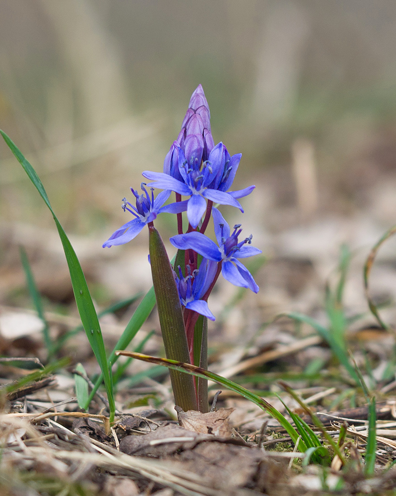 Изображение особи Scilla bifolia.