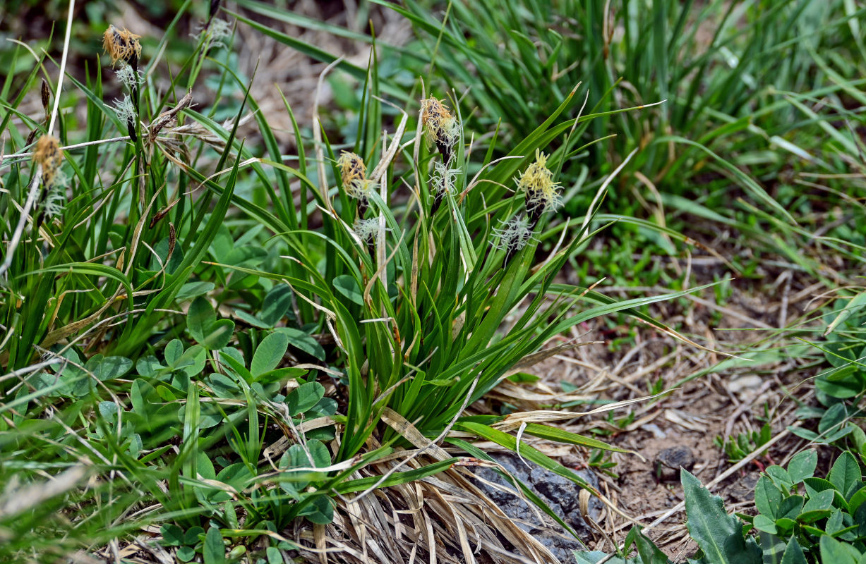 Изображение особи род Carex.