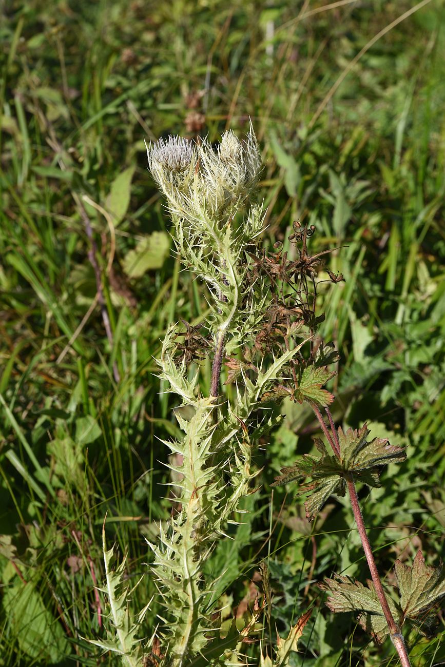 Изображение особи Cirsium obvallatum.