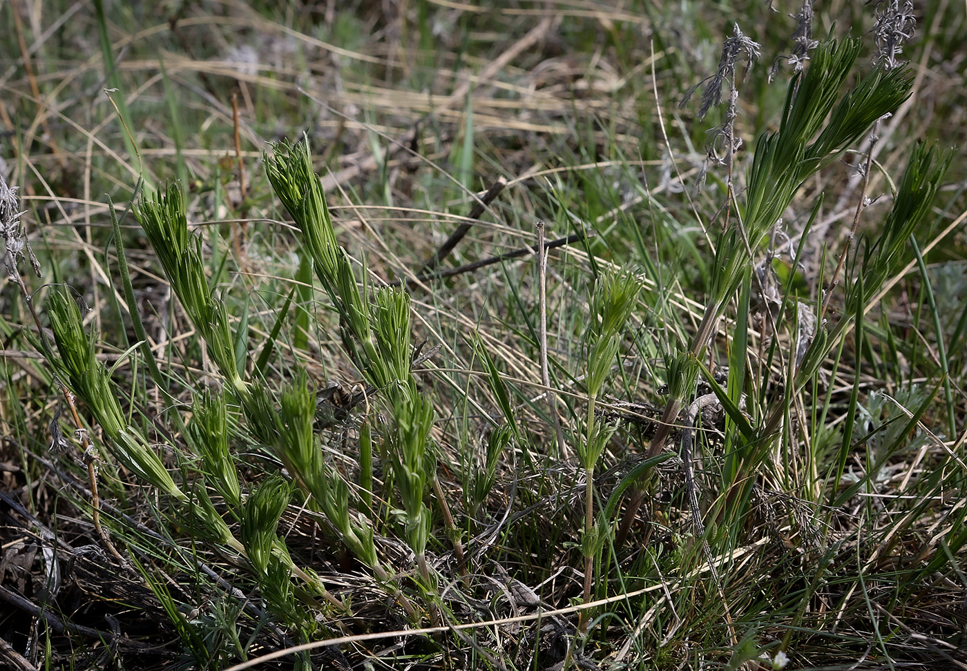 Изображение особи Galium verum.