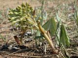 Petasites spurius