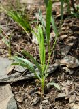 Falcaria vulgaris