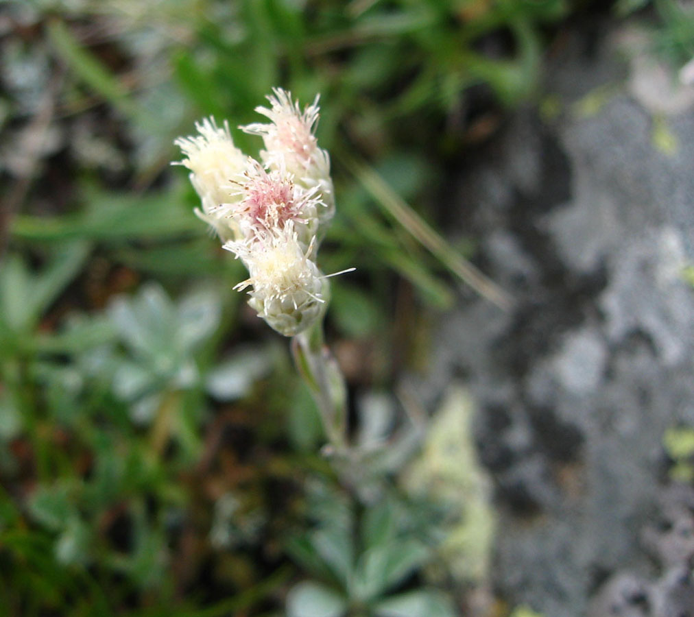 Изображение особи Antennaria caucasica.