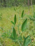 Lathyrus sylvestris
