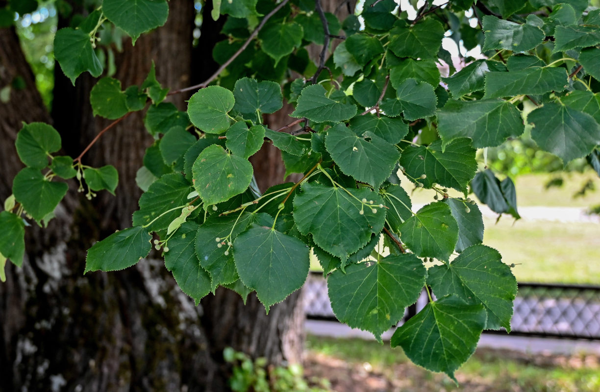 Image of Tilia cordata specimen.