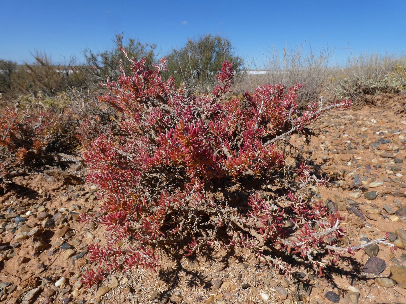 Image of Salsola laricina specimen.