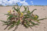 Astragalus rubtzovii