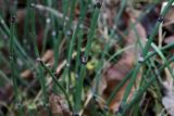 Equisetum hyemale