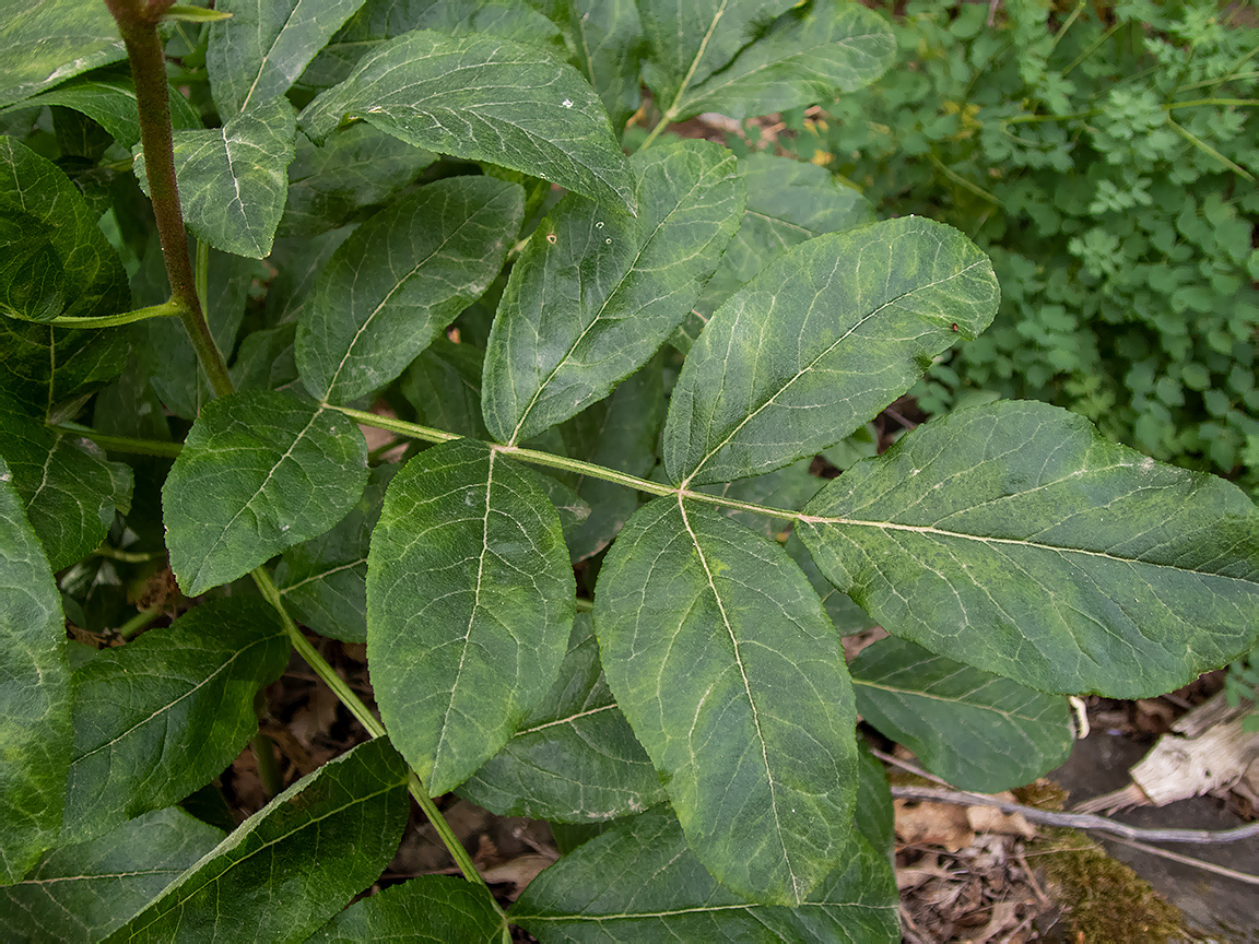Изображение особи Dictamnus gymnostylis.