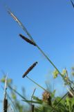 Carex flacca