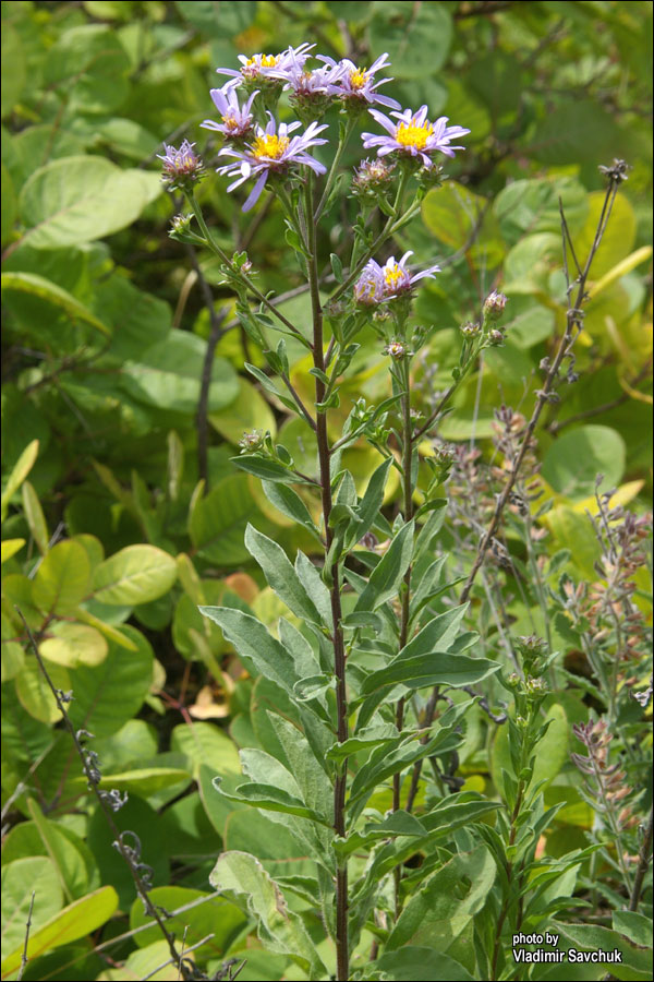 Image of Aster bessarabicus specimen.