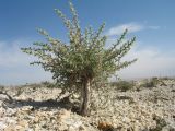 Bassia prostrata. Вегетирующее растение с обнажённым из-за ветровой эрозии (выдува грунта) каудексом. Казахстан, Мангистауская обл., Мангистауский р-н; Мангышлакское плато, подножье останцовых гор Айракты, меловая пустыня. 12 мая 2024 г.