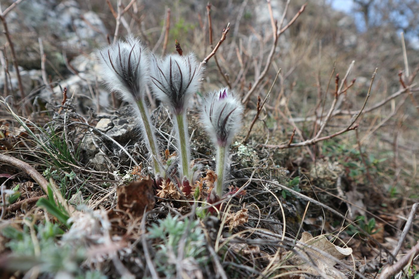 Image of Pulsatilla taurica specimen.