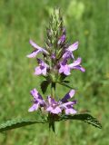 Betonica betoniciflora. Соцветие. Узбекистан, Ташкентская обл., отроги Чаткальского хр., левый берег р. Галвасай, окр. кишлака Учтерак. 03.06.2015.