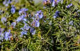 Rosmarinus officinalis