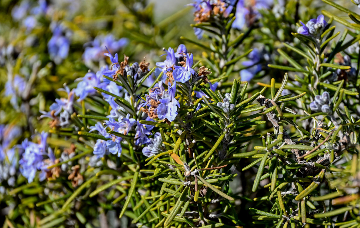 Image of Rosmarinus officinalis specimen.