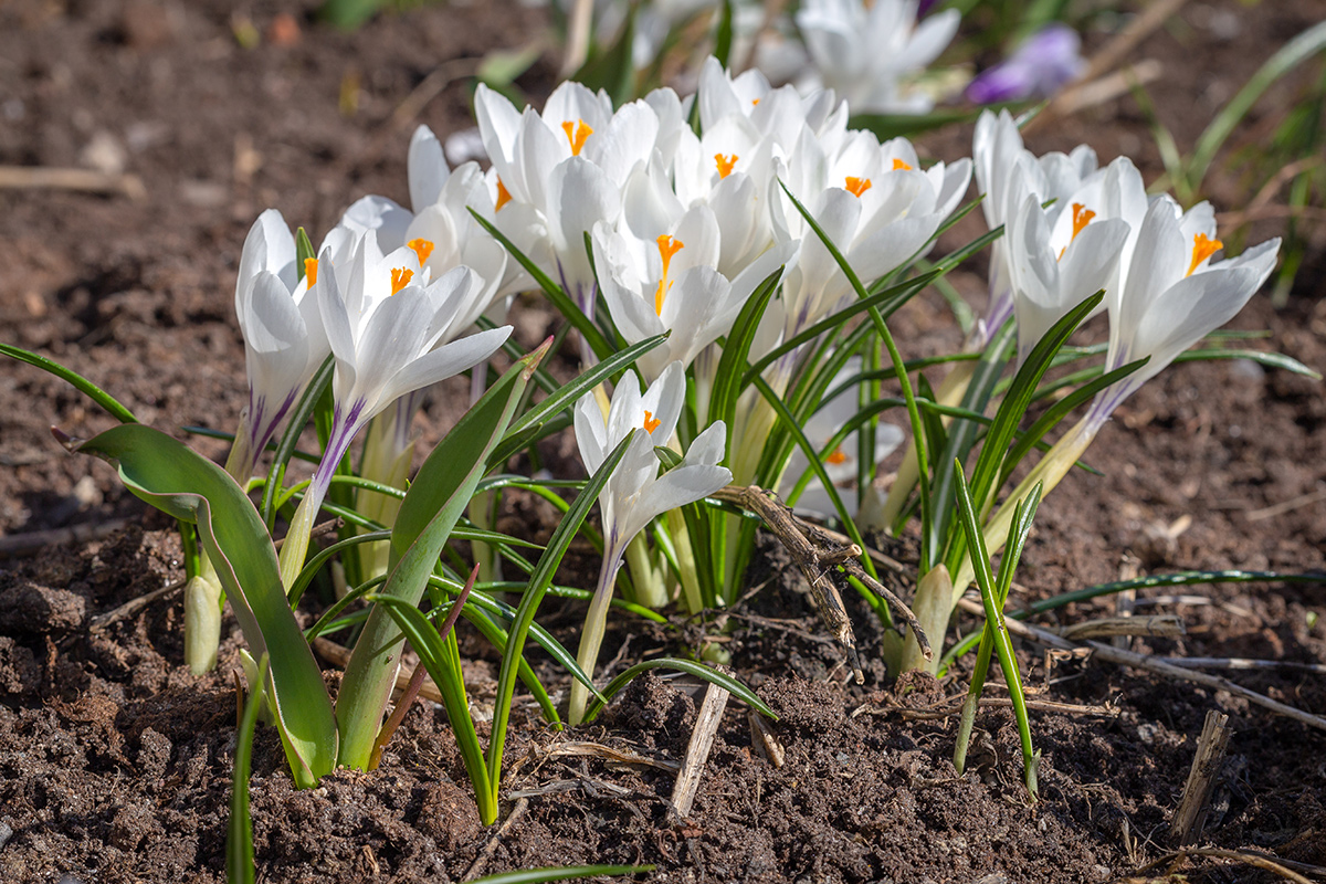 Image of Crocus vernus specimen.