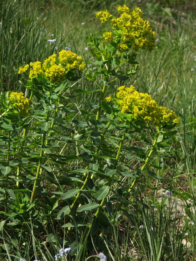 Image of Euphorbia tauricola specimen.